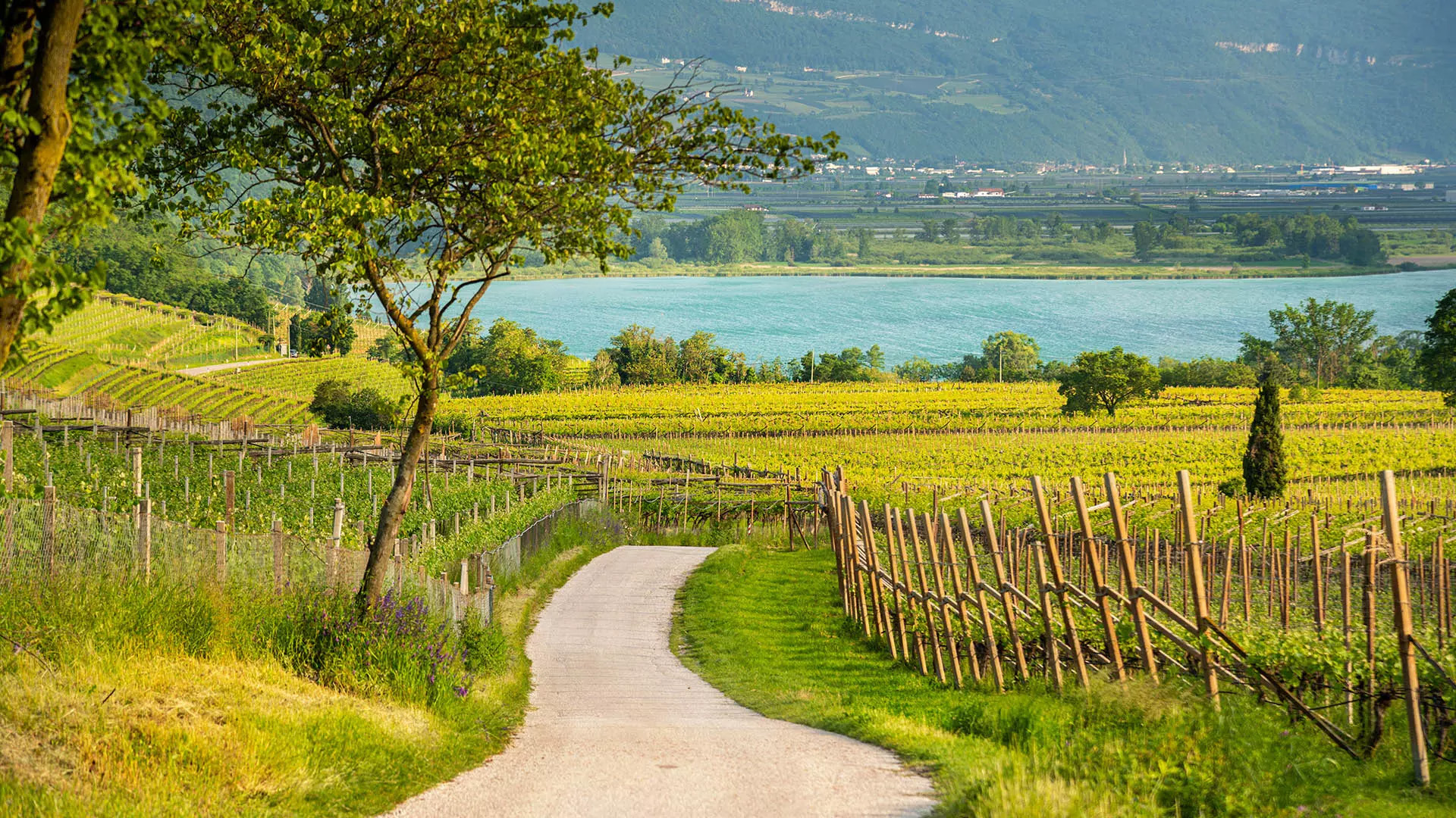 Ferienwohnungen Seerose am Kalterer See in Südtirol