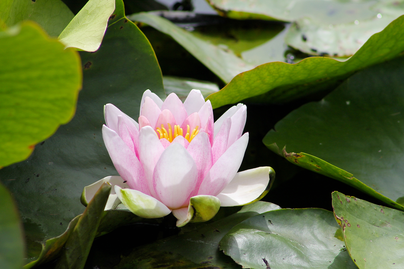 Orchideen Dekoration